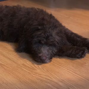 Meet your Posher, Herkamal